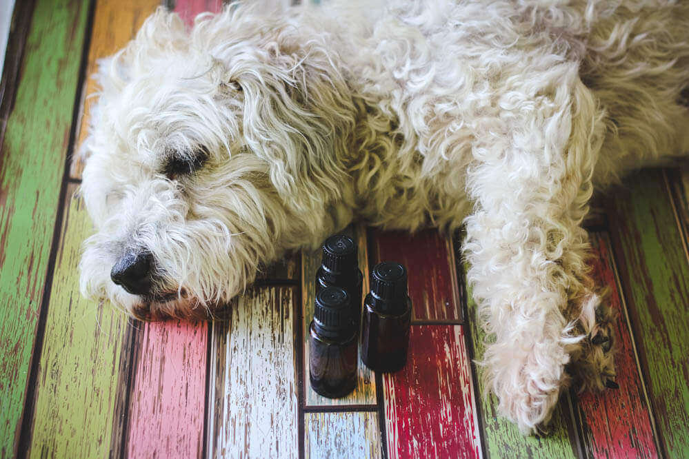 chien huile essentielle