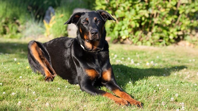 Photo Beauceron