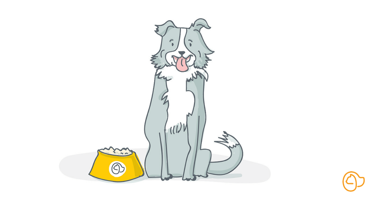 croquette border collie