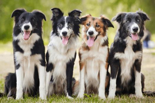 Chien Border Collie
