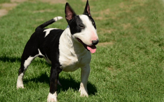 Bull Terrier