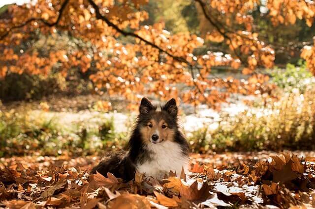 Tique chien automne
