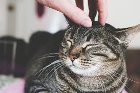 Chat peur vétérinaire conseils