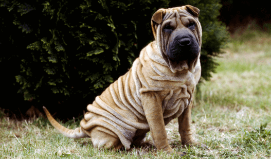 Race Sharpei