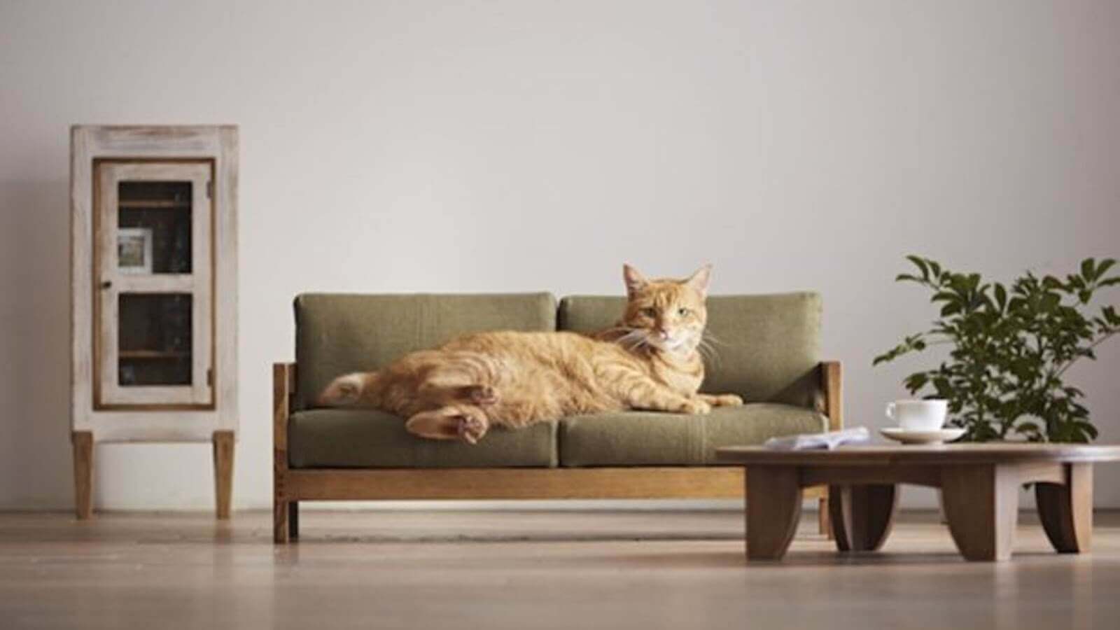 nourrir-chat-intérieur