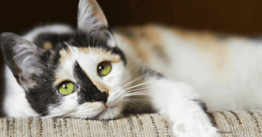fiv-chat
