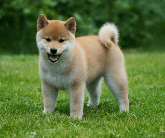 croquettes-shiba-inu