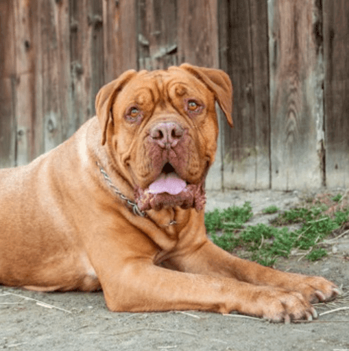 croquettes-dogue-de-bordeaux