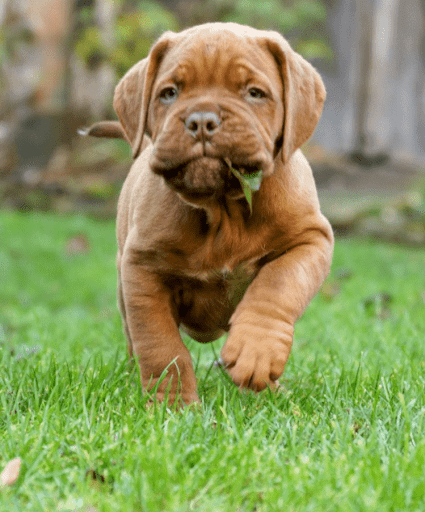 croquettes-dogue-de-bordeaux