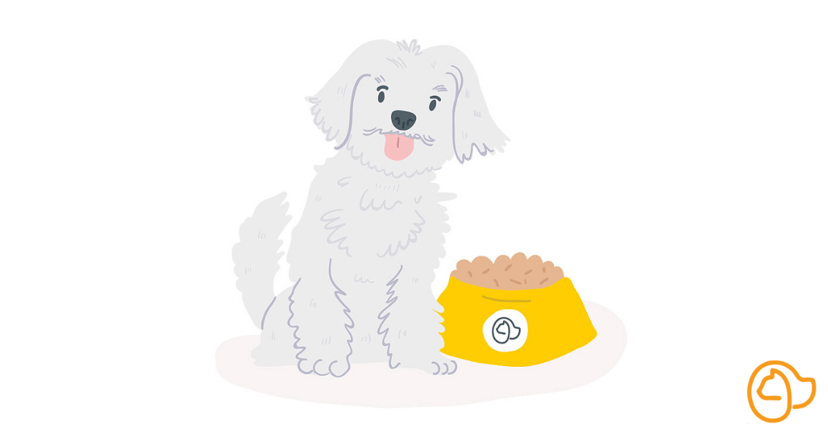 croquettes-bichon-maltais