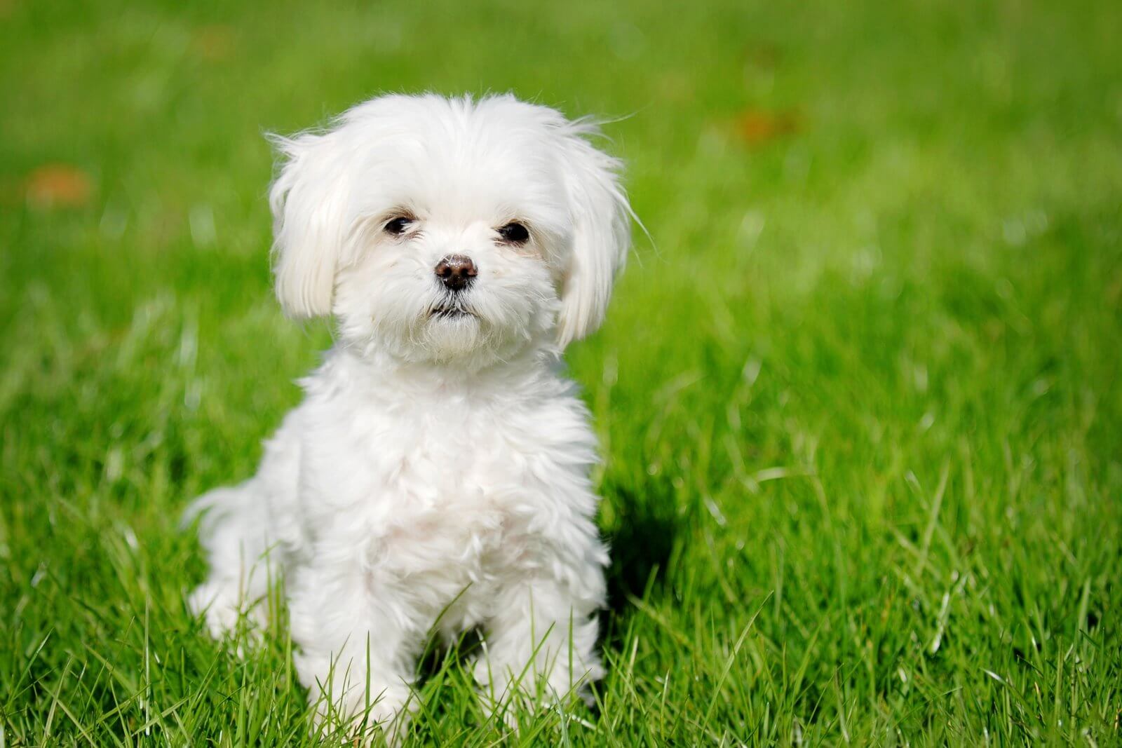 croquettes-bichon-maltais