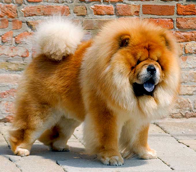 croquettes-chow-chow