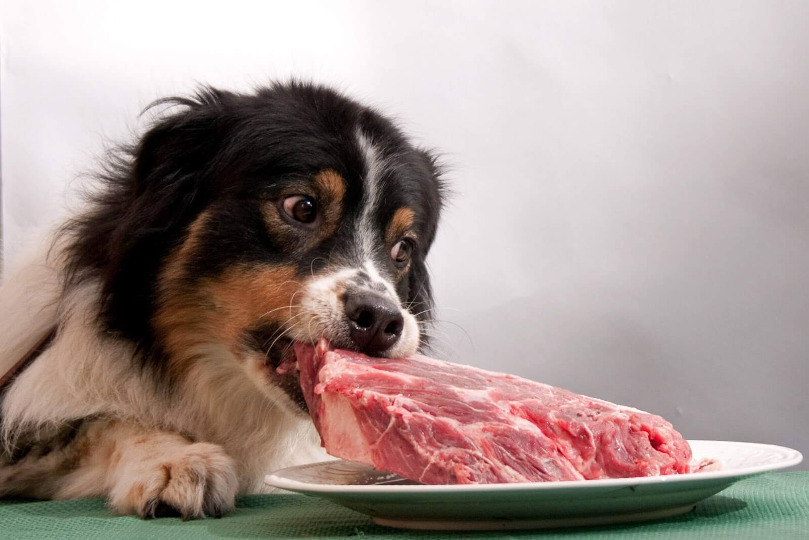 viande-crue-chien