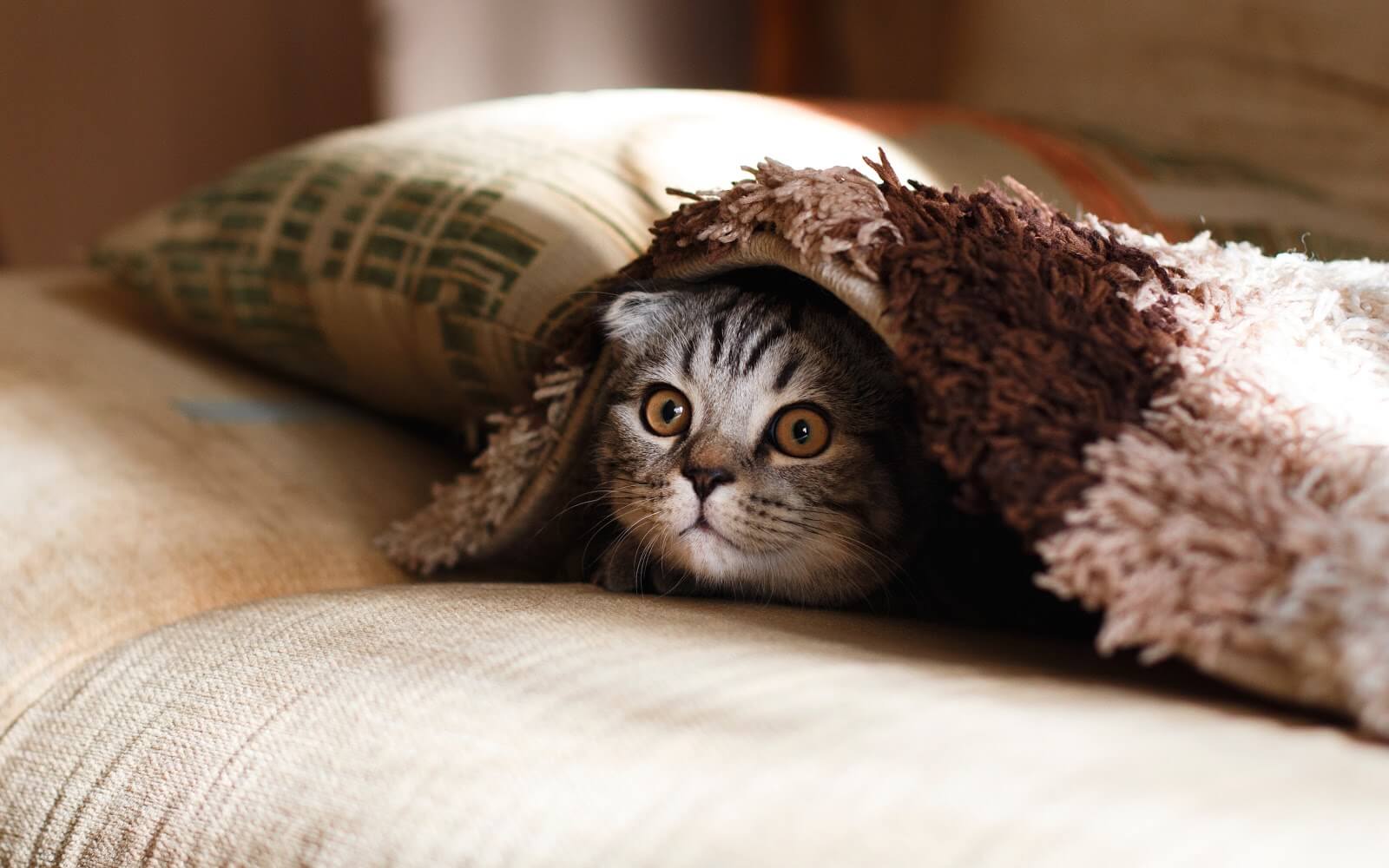 les dangers en hiver pour votre chat