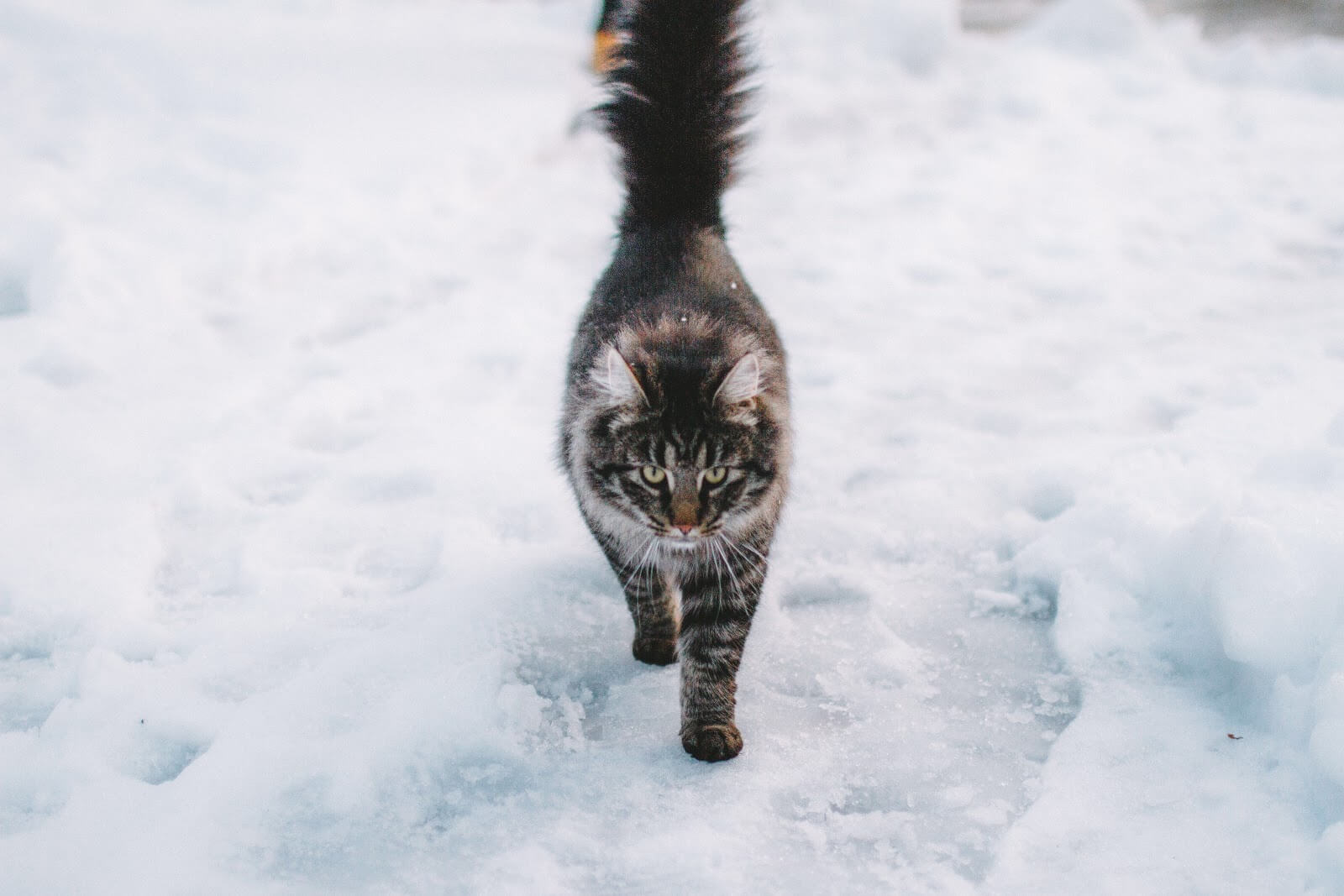 les dangers en hiver pour votre chat