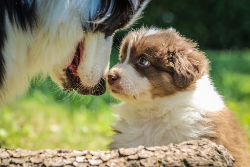 réflexes pour bien accueillir son chiot