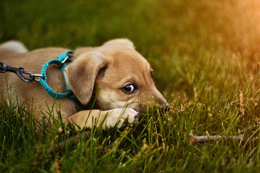 les bons gestes pour accueillir un chiot