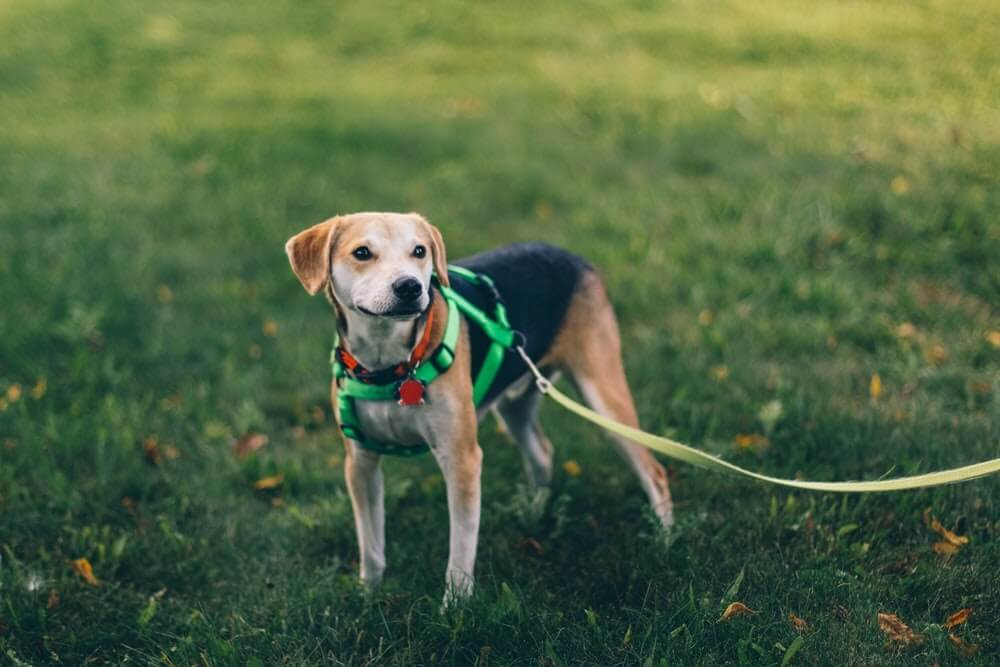 courir avec son chien