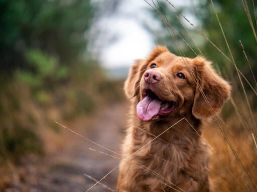 la piroplasmose chez le chien