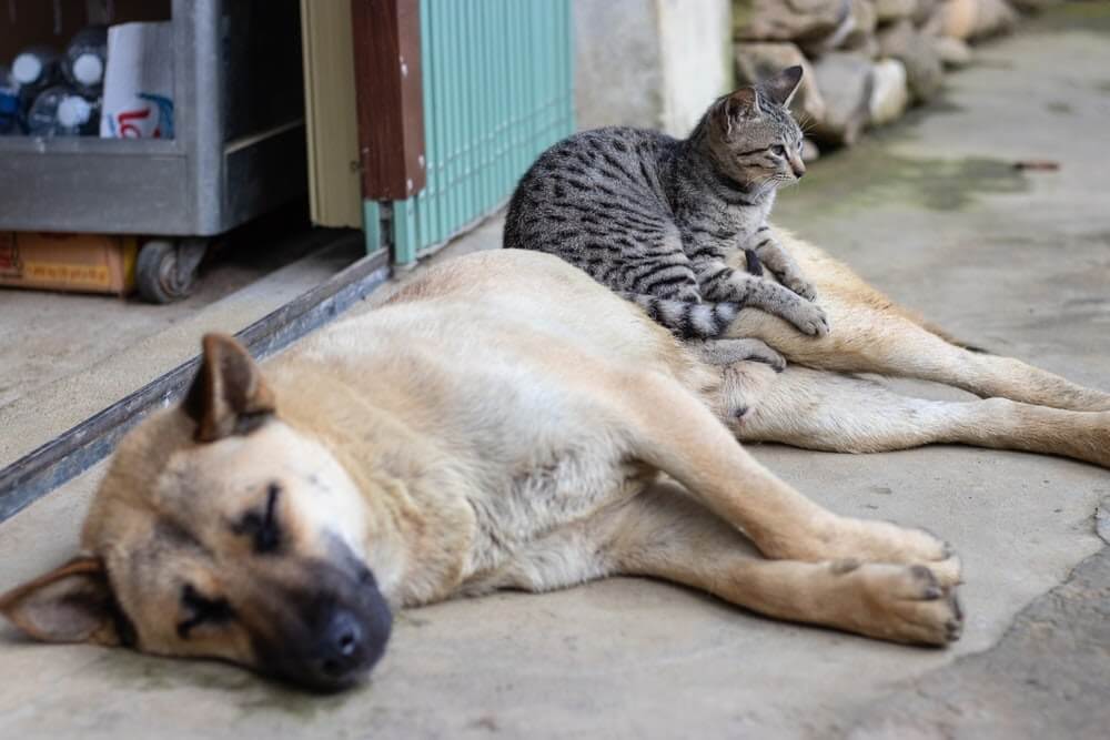 Cohabitation entre et chat