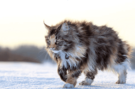 Chat Maine Coon