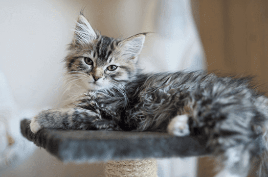 Croquette chat Maine Coon
