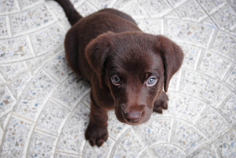 l'alimentation du chiot au chien