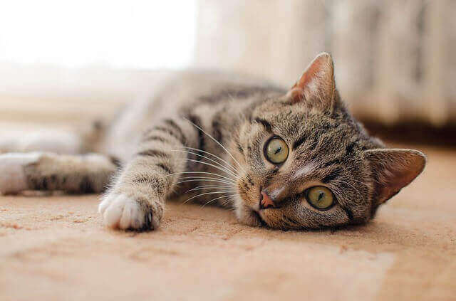 Toxoplasmose Grossesse