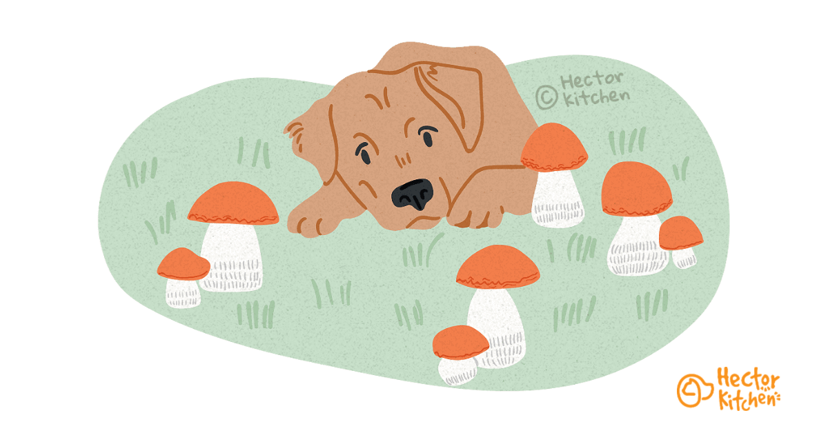 Donner Champignon chien