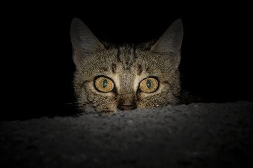 Agitation nocturne chez le chat