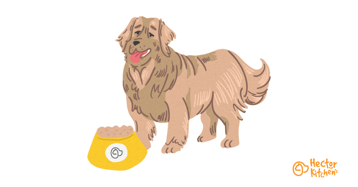 Croquettes pour Leonberger