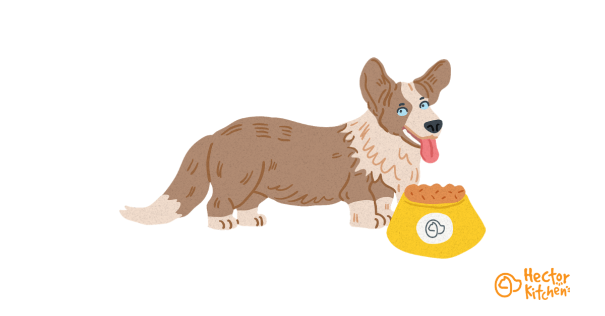 Croquettes pour Welsh Corgi Cardigan