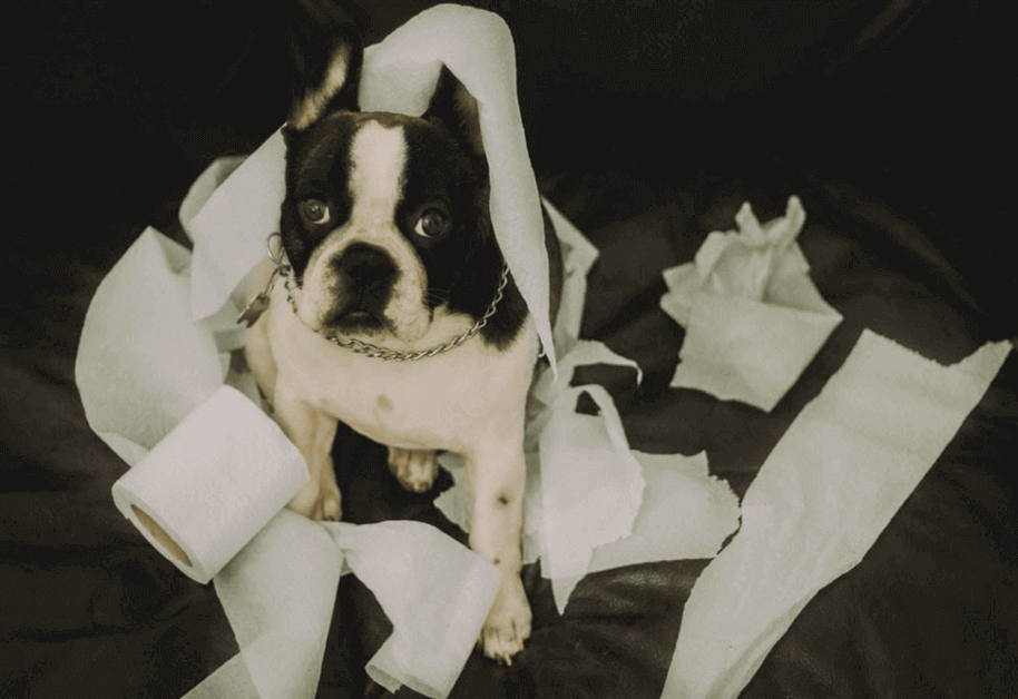 Problèmes de comportement chien