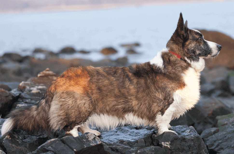 Croquettes pour Welsh Corgi Cardigan