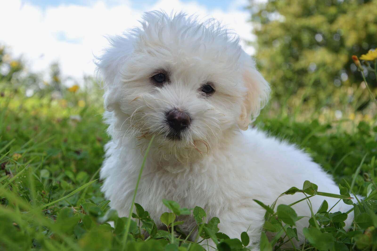 Croquettes pour mon Coton de Tulear