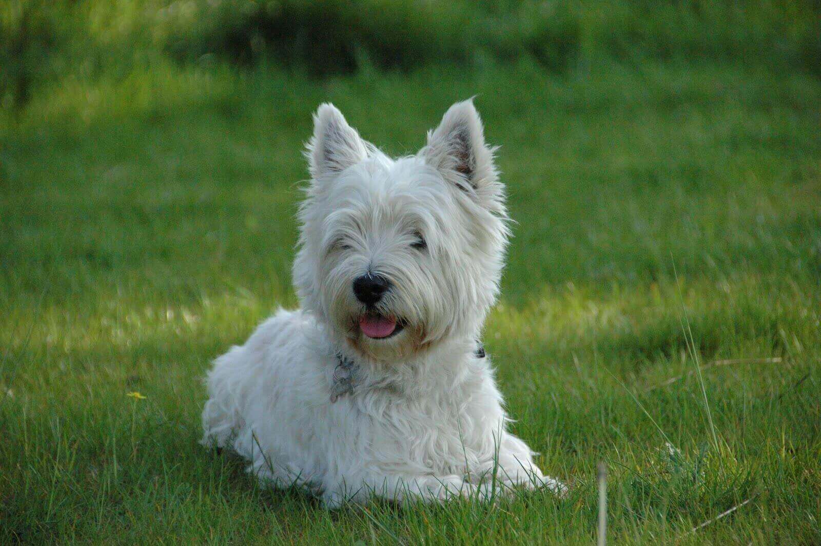 croquettes pour westie
