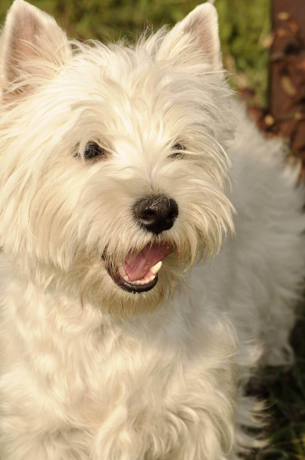 Croquettes pour mon westie