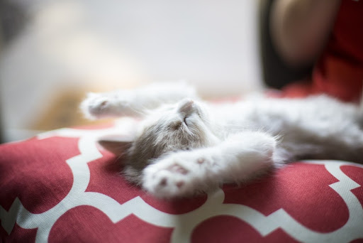 Donner du riz à son chat