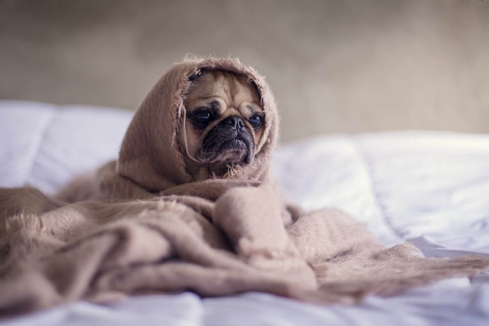 Stress Anxiété Chien