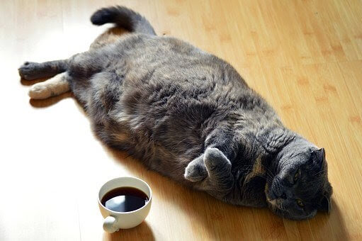 Chat trop gros