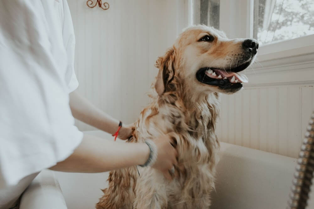 Laver un chien