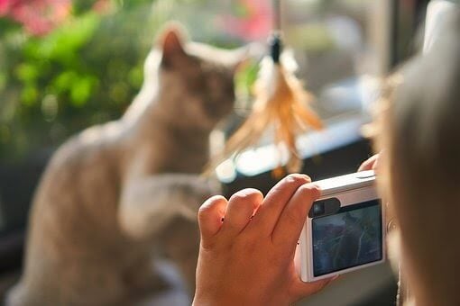 Comment prendre mon chat en photo