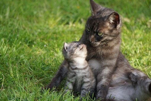 Alimentation de la chatte gestante
