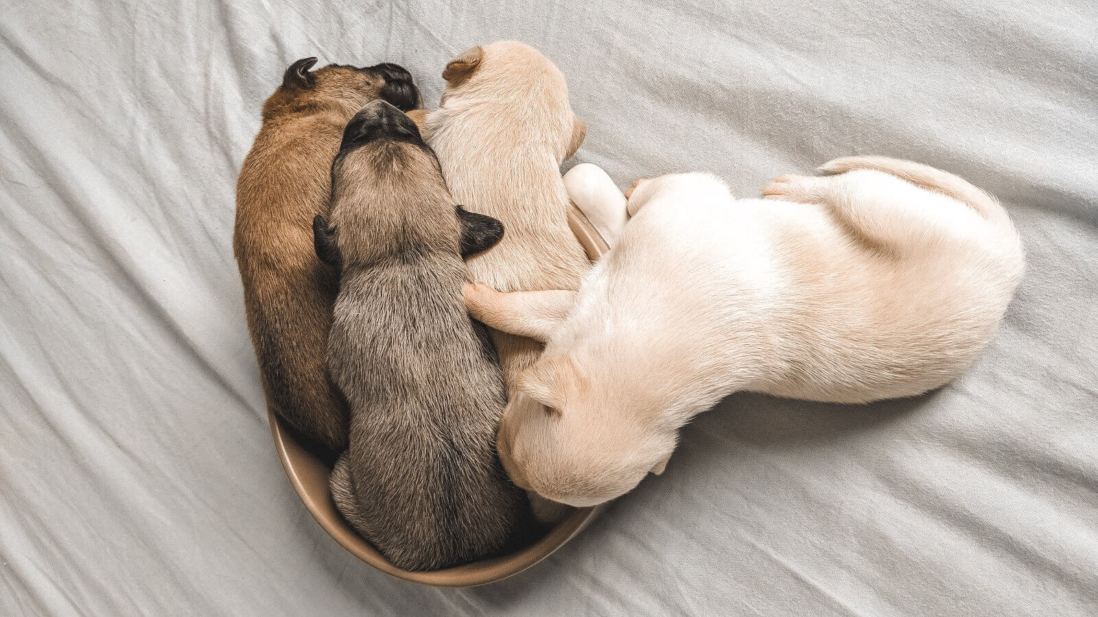 La gestation chez le chien