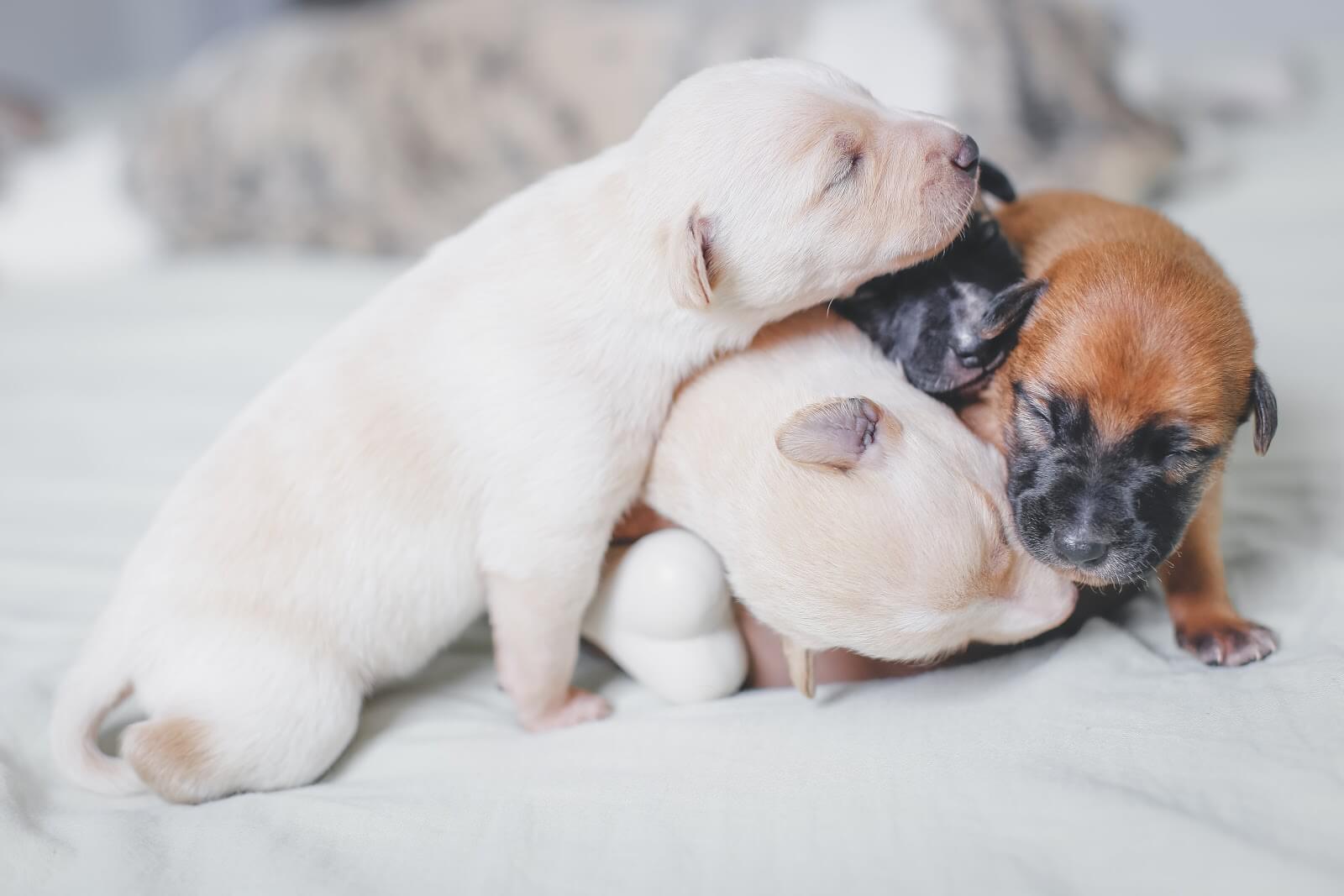 La gestation chez le chien
