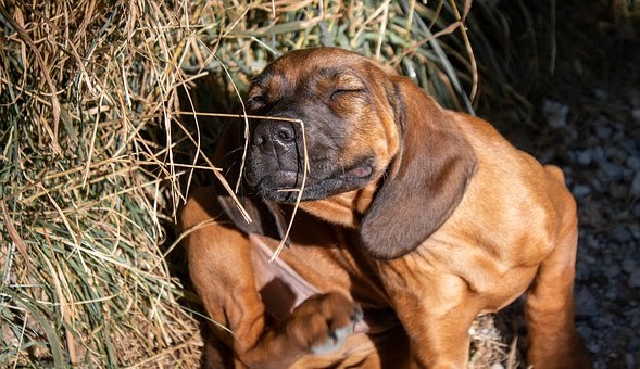Problèmes des chiens au printemps