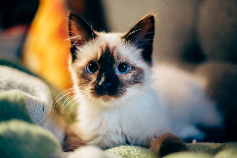 Vermifugation chez le chaton