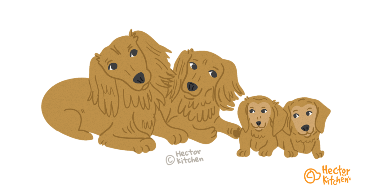 La gestation de la chienne