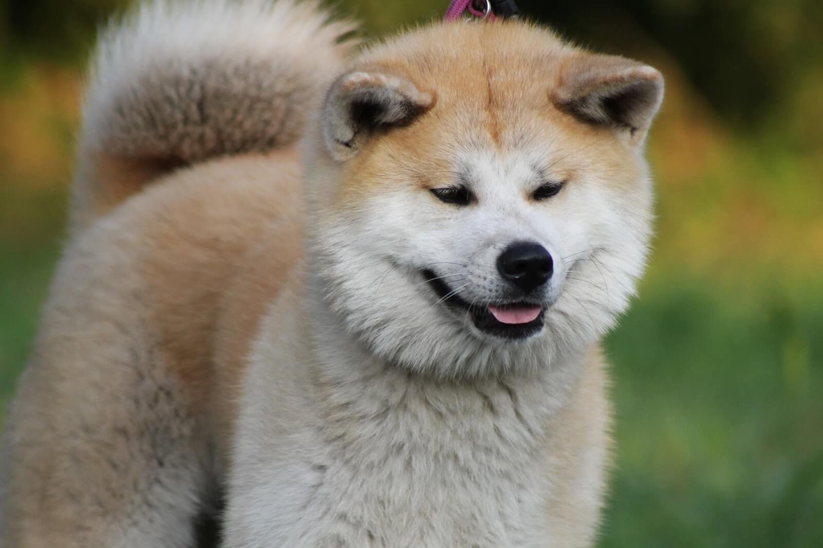 Croquettes pour Akita Inu