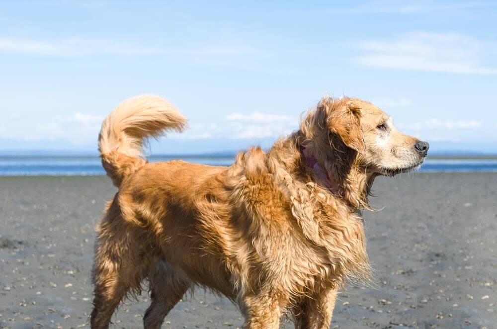 espérance de vie des chiens